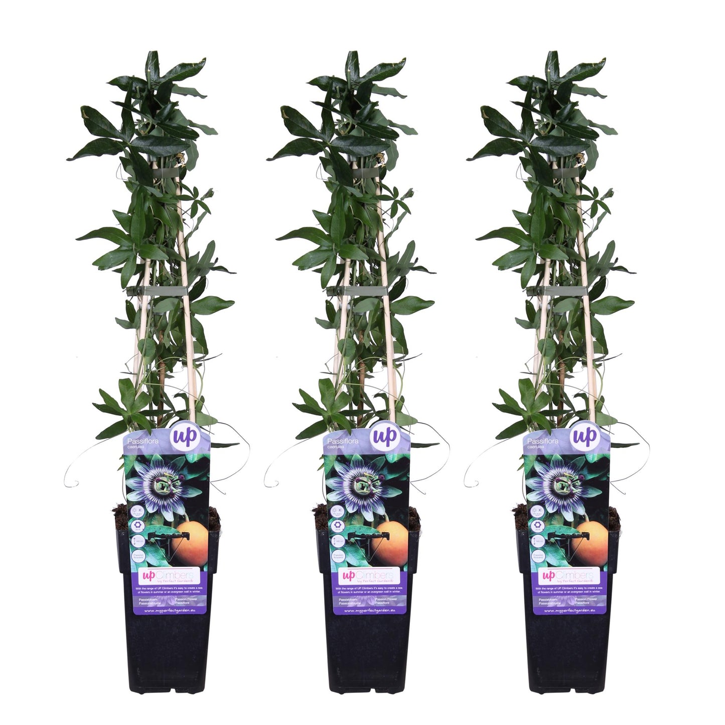 Passiflora caerulea Kletterpflanze 3er-Set, 65 cm, Ø 15 cm Topf