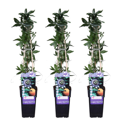 Passiflora caerulea Kletterpflanze 3er-Set, 65 cm, Ø 15 cm Topf