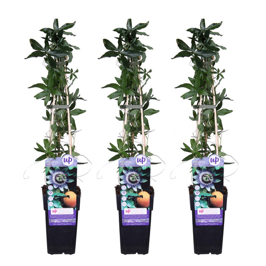 Passiflora caerulea Kletterpflanze 3er-Set, 65 cm, Ø 15 cm Topf