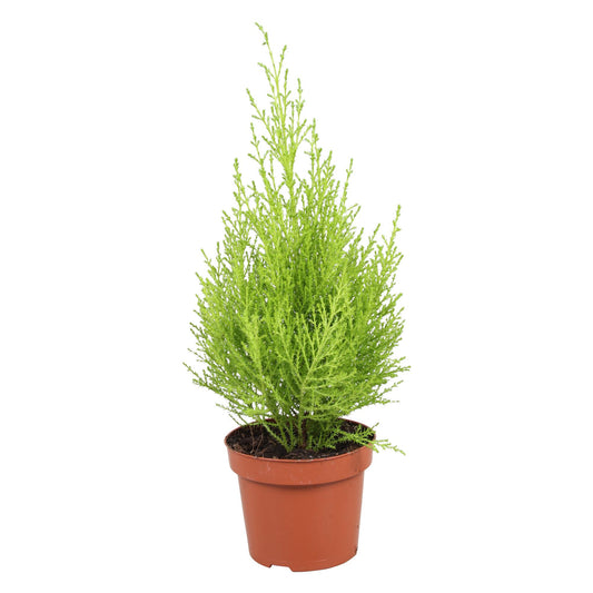 Cupressus Goldcrest Wilma – Pflegeleichter Zwergwacholder Ø12 cm