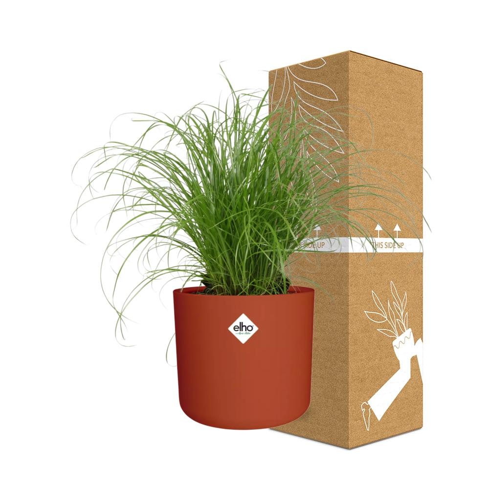 Cyperus alternifolius Schirmgras in ELHO b.for soft 14cm Brique