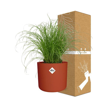 Cyperus alternifolius Schirmgras in ELHO b.for soft 14cm Brique