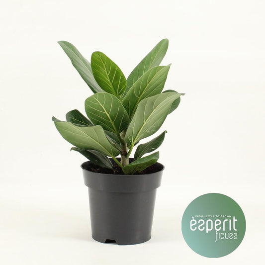Ficus Benghalensis Audrey - Ø14cm - ↕30cm