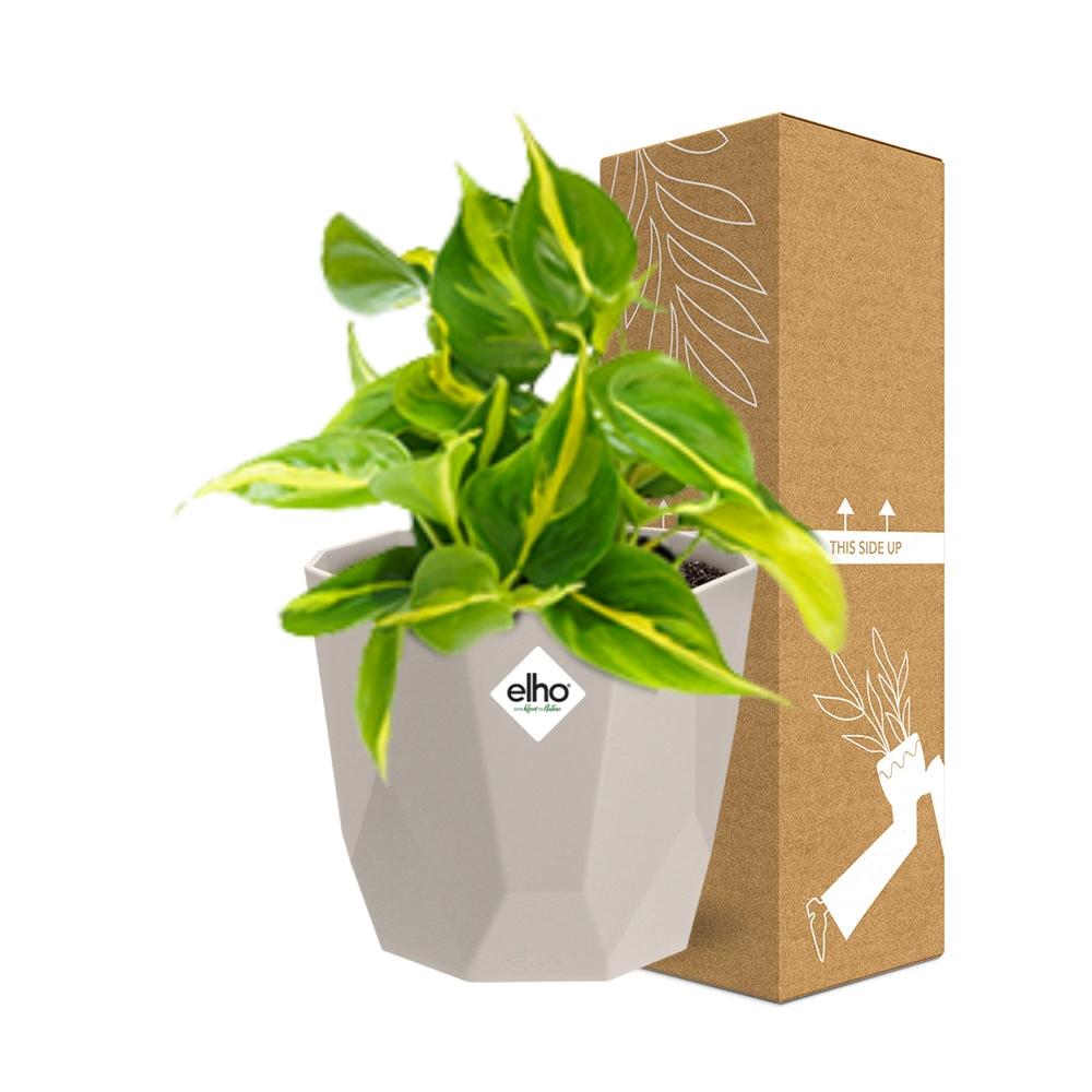 Philodendron Scandens ‘Brasil’ in ELHO b.for rock 14 cm warm grey