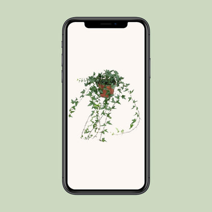 Efeu Hedera Helix Shamrock Ø13cm – Pflegeleicht & Luftreinigend
