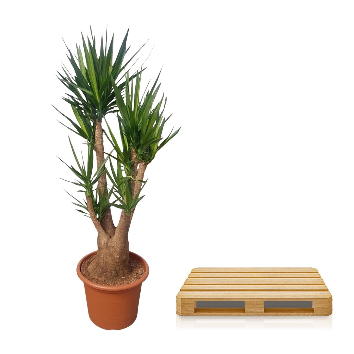 Yucca Elephantipes vertakt – 190 cm, Ø 55 cm, pflegeleicht & robust
