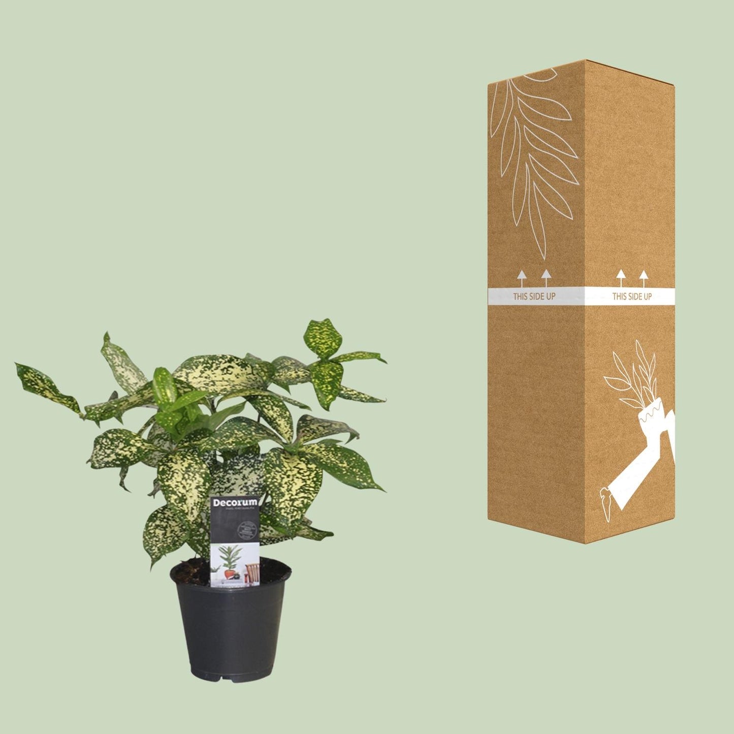 Drachenbaum Godseffiana – Pflegeleichte Zimmerpflanze 25 cm