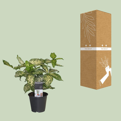 Drachenbaum Godseffiana – Pflegeleichte Zimmerpflanze 25 cm