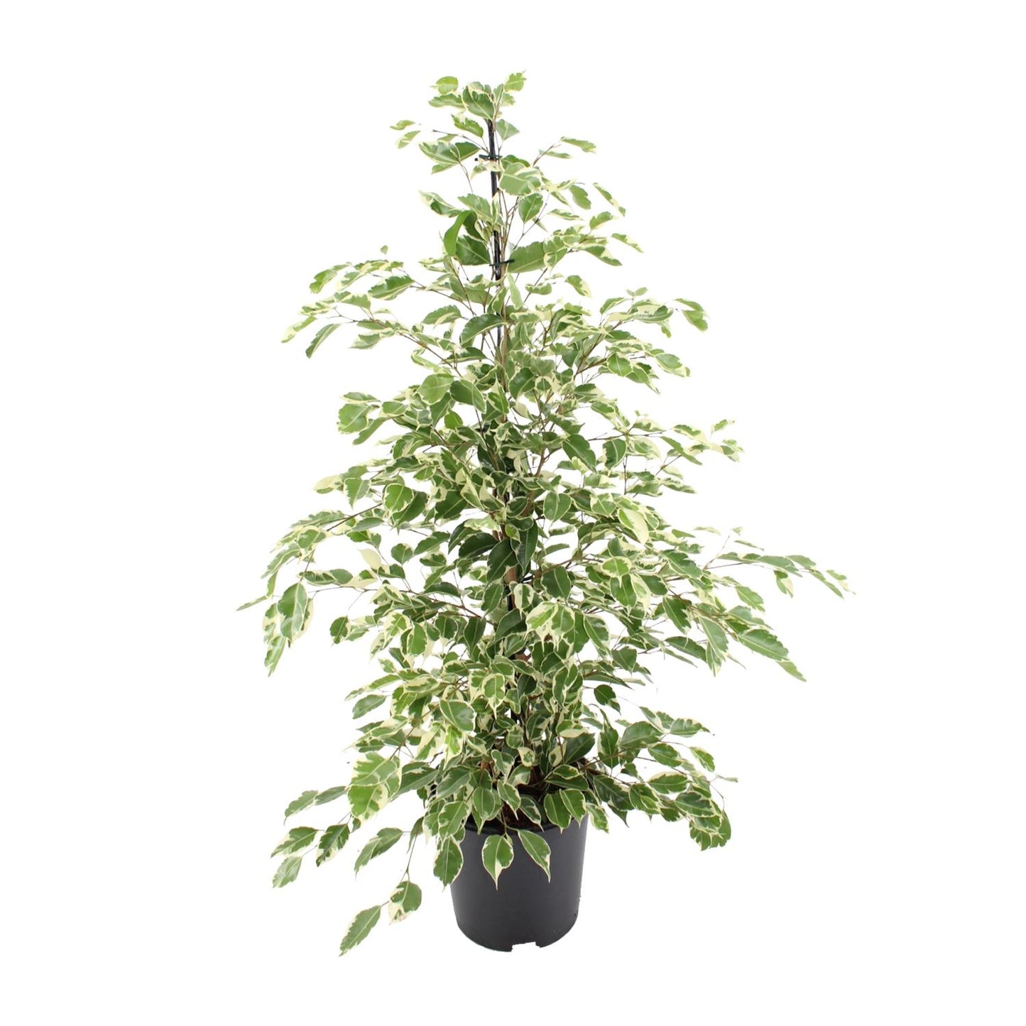 Ficus benjamina Twilight – Elegante pflegeleichte Zimmerpflanze Ø21cm