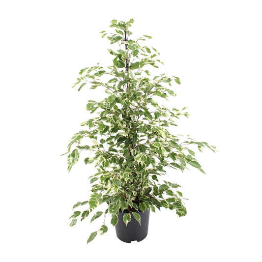 Ficus benjamina Twilight – Elegante pflegeleichte Zimmerpflanze Ø21cm