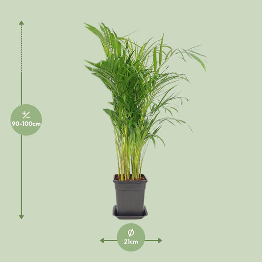 Dypsis Lutescens – Pflegeleichte Zimmerpflanze Ø21cm, 100cm hoch