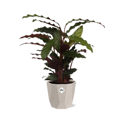 Calathea Rufibarba ‘Tropistar’ – Tropische Zimmerpflanze im ELHO Topf 14 cm