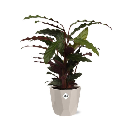 Calathea Rufibarba ‘Tropistar’ – Tropische Zimmerpflanze im ELHO Topf 14 cm