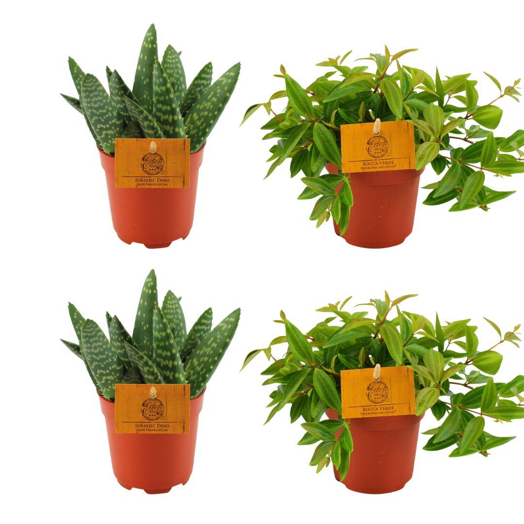 4er-Set Aloe Paradisicum & Peperomia Rocca Vivace Ø10,5 cm