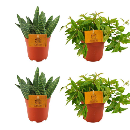 4er-Set Aloe Paradisicum & Peperomia Rocca Vivace Ø10,5 cm