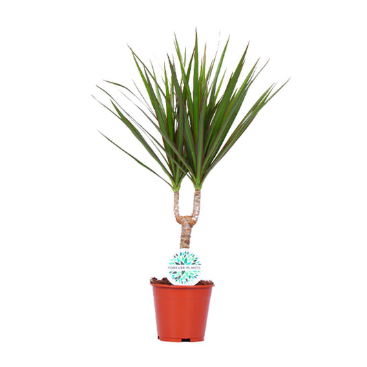 Dracaena Marginata – Pflegeleichte Zimmerpflanze Ø14cm