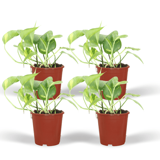 Epipremnum Aureum (Scindapsus) – 4er Set, Ø12cm, ca. 20cm Höhe