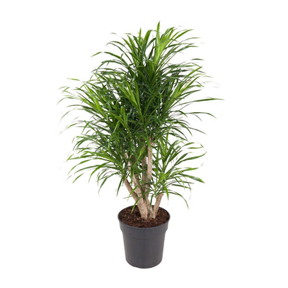 Dracaena Anita – Pflegeleichter Drachenbaum Ø24cm, 100cm hoch