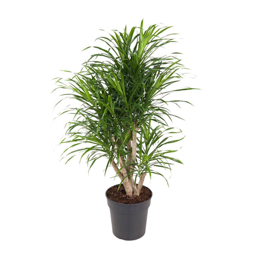 Dracaena Anita – Pflegeleichter Drachenbaum Ø24cm, 100cm hoch