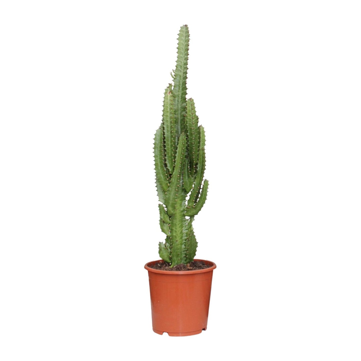 Euphorbia Trigona – Pflegeleichte Sukkulente Ø17cm, 70cm hoch