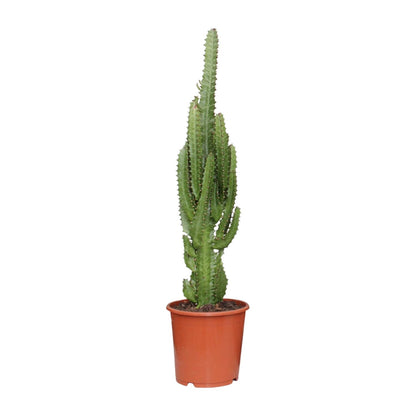 Euphorbia Trigona – Pflegeleichte Sukkulente Ø17cm, 70cm hoch
