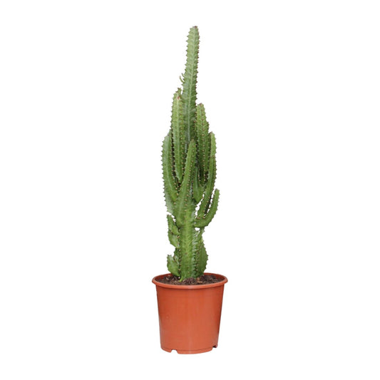 Euphorbia Trigona – Pflegeleichte Sukkulente Ø17cm, 70cm hoch