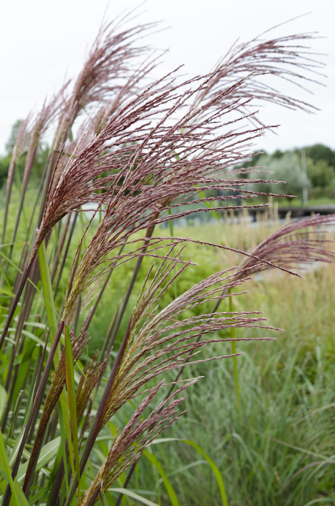Miscanthus sinensis Ferner Osten – Pflegeleichtes Ziergras Ø19cm