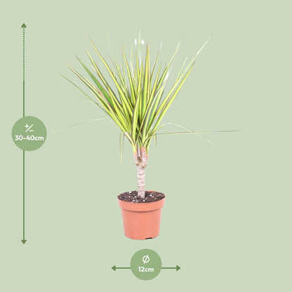 Drachenbaum Sunray – Pflegeleichte Zimmerpflanze Ø12cm