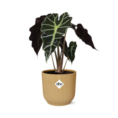 Alocasia ‘Polly’ – Tropische, pflegeleichte Zimmerpflanze im ELHO Vibes Fold Topf