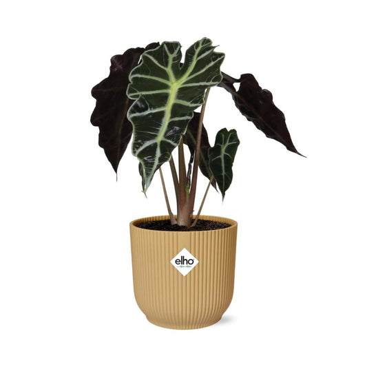 Alocasia ‘Polly’ – Tropische, pflegeleichte Zimmerpflanze im ELHO Vibes Fold Topf
