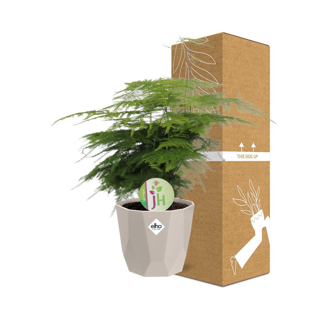 Spargelfarn ‘Plumosus’ in ELHO b.for rock 14 cm warm grey