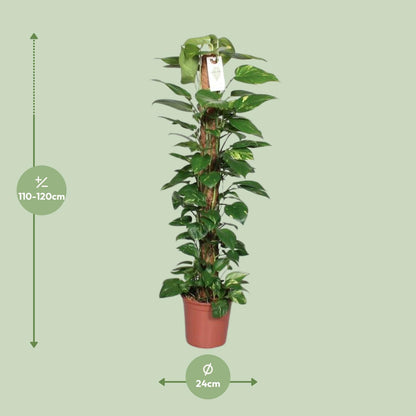 Epipremnum Pinnatum Mosstok – Pflegeleichte Kletterpflanze 120 cm