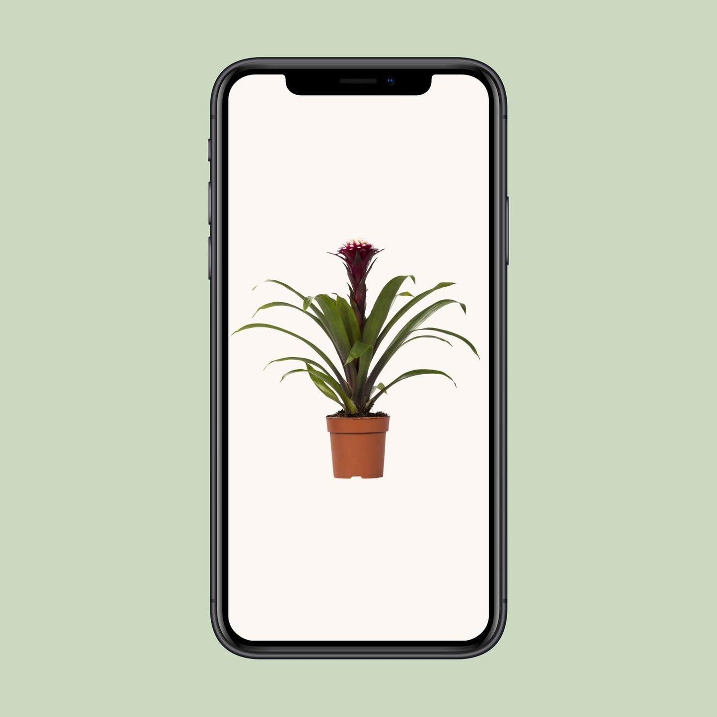 Guzmania Fransesca – Farbenfrohe, pflegeleichte Zimmerpflanze Ø12cm