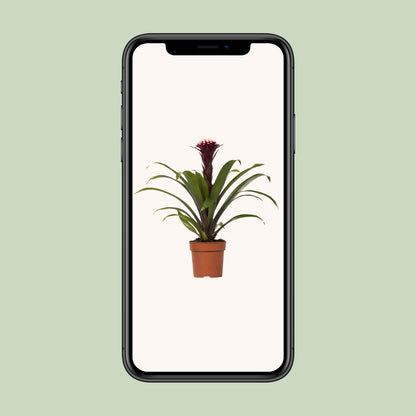 Guzmania Fransesca – Farbenfrohe, pflegeleichte Zimmerpflanze Ø12cm