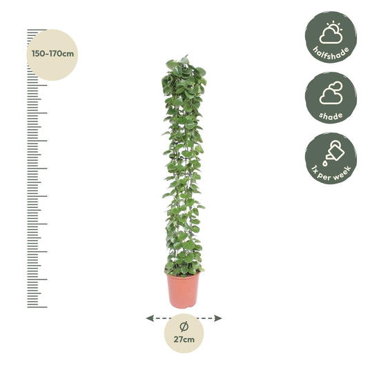 Cissus rotundifolia Gaasrek – Pflegeleichte Kletterpflanze 160 cm