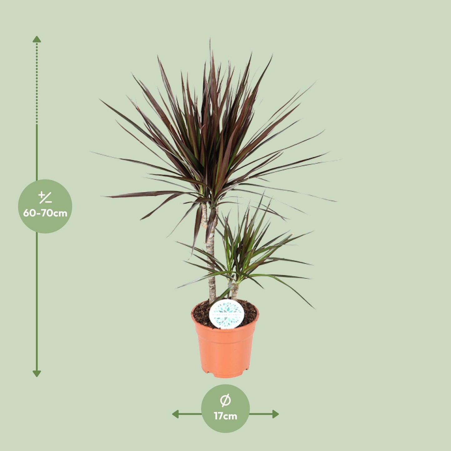 Dracaena Magenta – Pflegeleichter Drachenbaum Ø17cm, 70cm Höhe