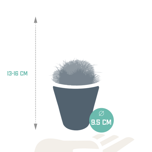 Bolcactus Kakteen-Mischung im weißen Topf 8,5 cm