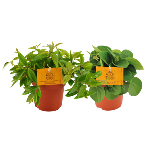 Peperomia Duo 2.0 – 2 pflegeleichte Zimmerpflanzen Ø10,5 cm
