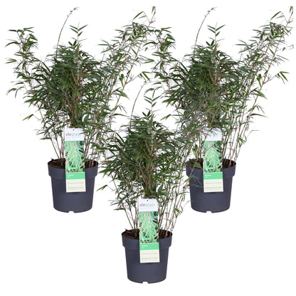 3x Fargesia rufa – Kompakter pflegeleichter Bambus Ø23cm, 80cm hoch