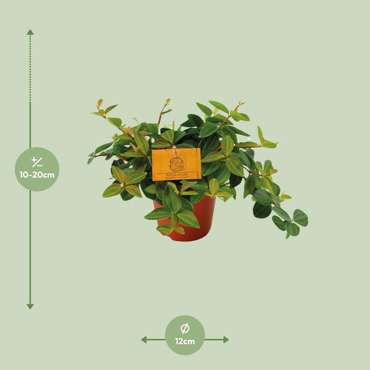 Peperomia Angulata Rocca Scuro – Pflegeleichte Zimmerpflanze Ø12cm