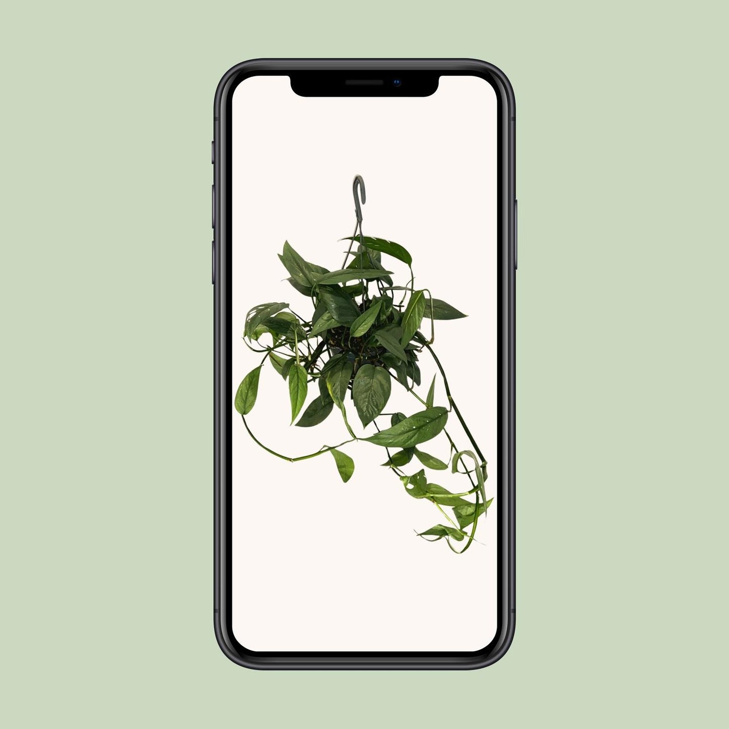 Epipremnum 'Cebu Blue' – pflegeleichte Zimmerpflanze Ø15cm