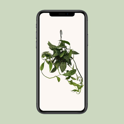 Epipremnum 'Cebu Blue' – pflegeleichte Zimmerpflanze Ø15cm