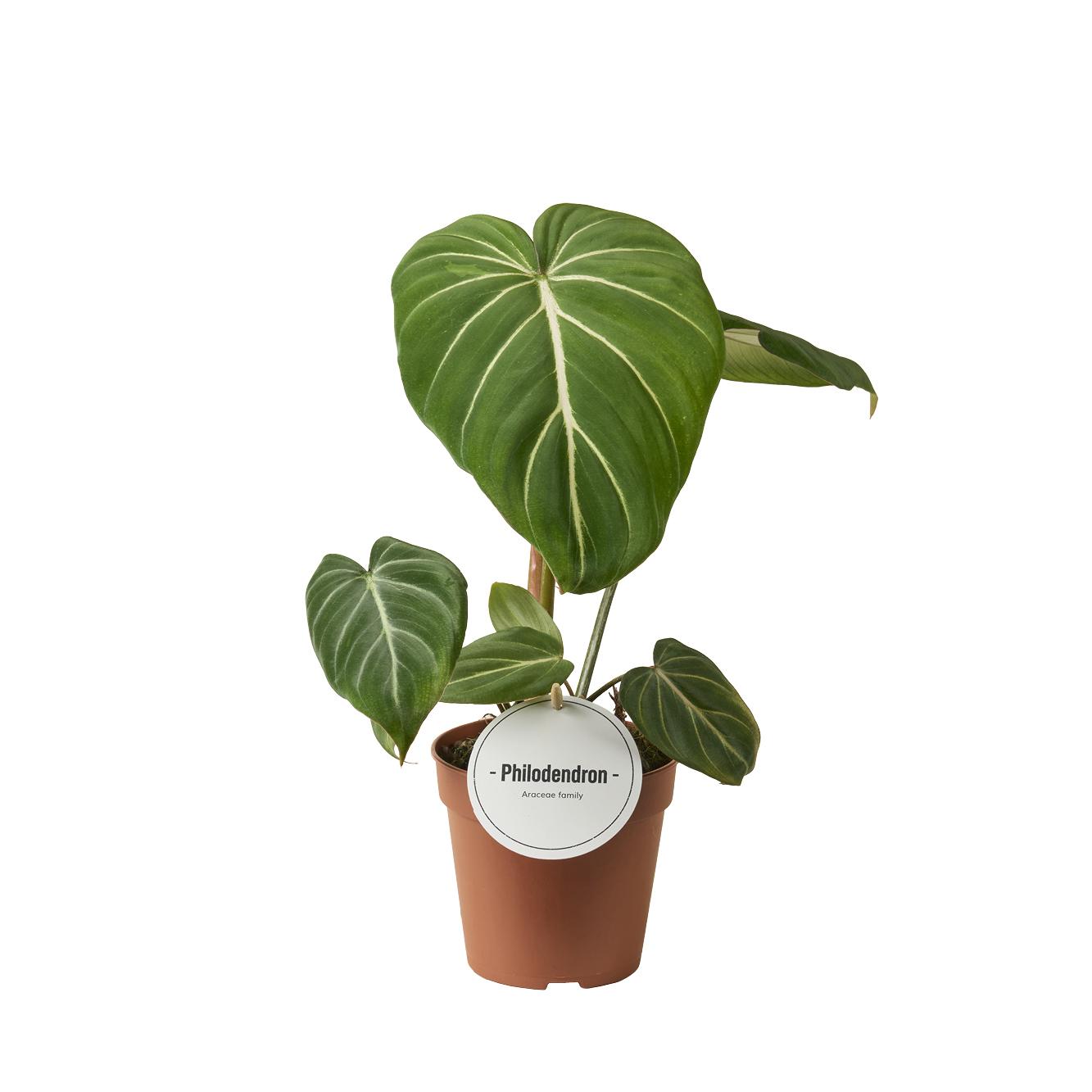 Philodendron Gloriosum Dark Form – pflegeleichte XXL-Zimmerpflanze
