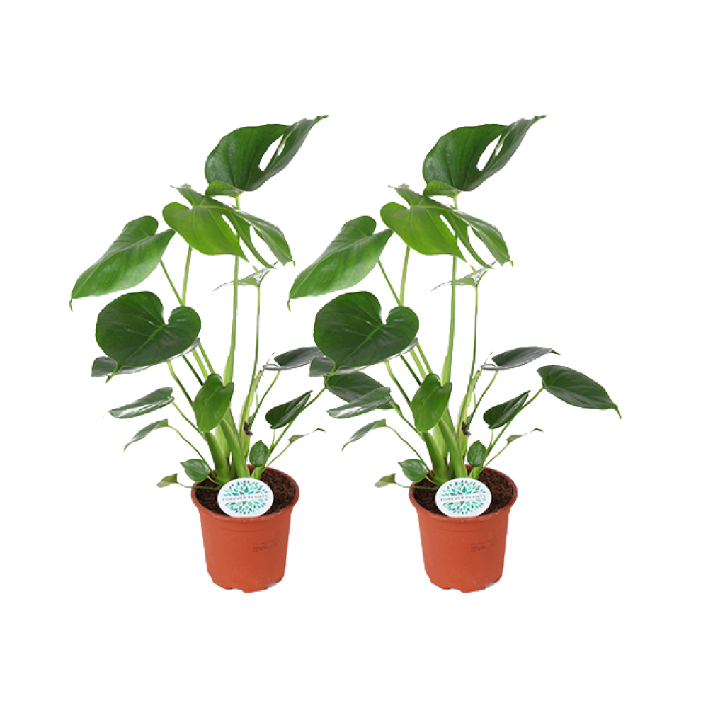 Monstera Deliciosa – 2er-Set, Ø14cm, ca. 45cm hoch