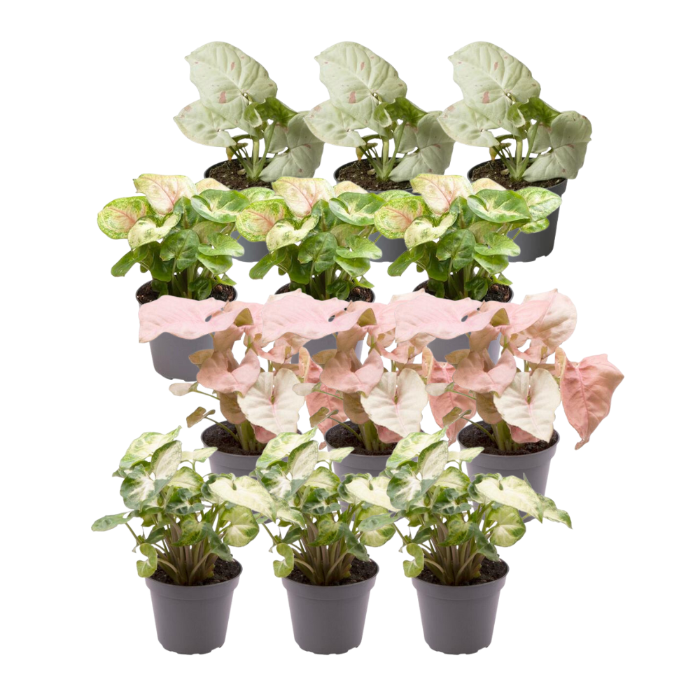 12x Syngonium Mix – Bunte, pflegeleichte Zimmerpflanzen