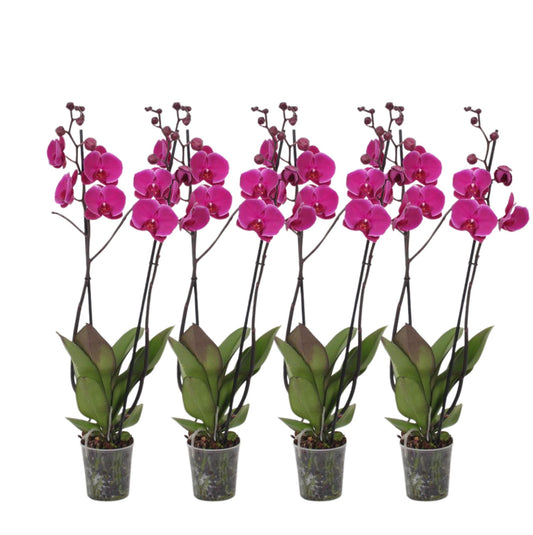 Phalaenopsis Joyride Orchidee Set – 4er, 3 Triebe, 60 cm