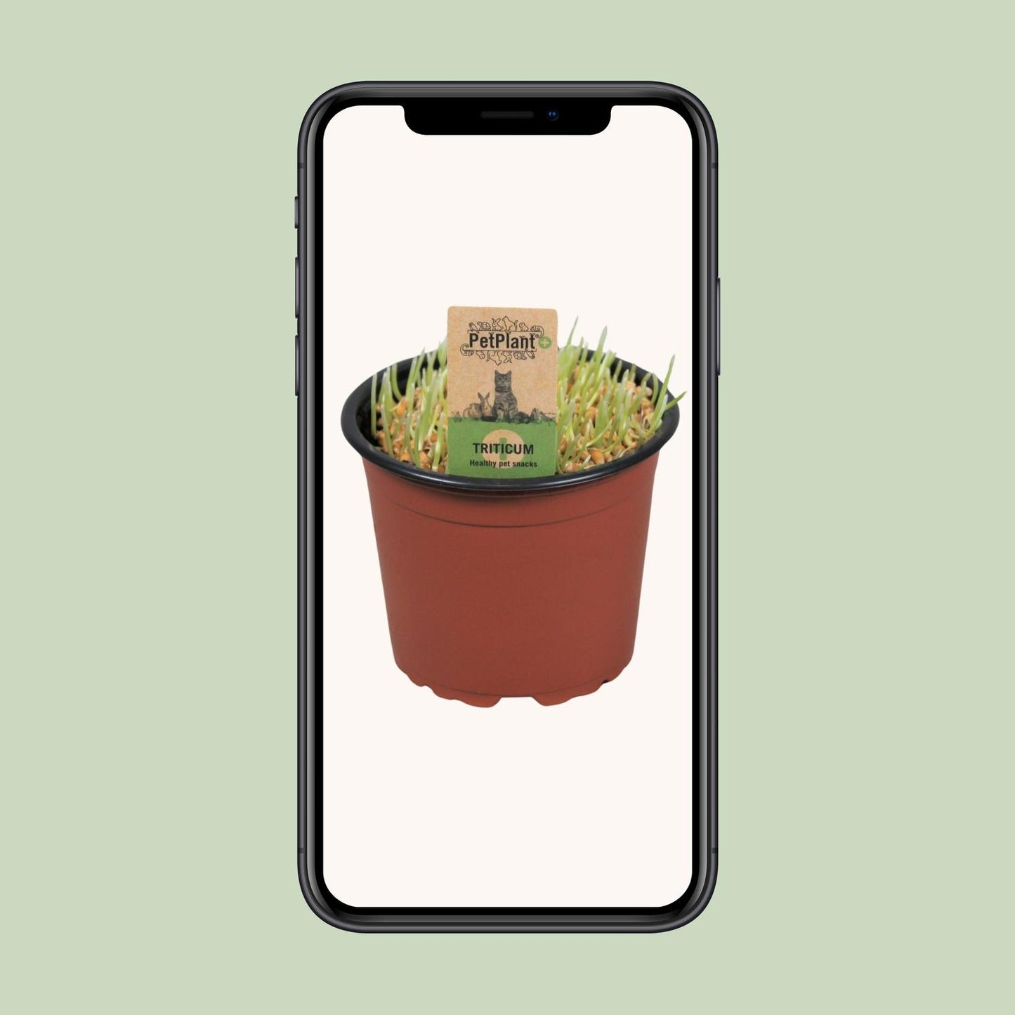 Triticum Kattegras PetPlant – Gesundes Katzen-Gras Ø12cm