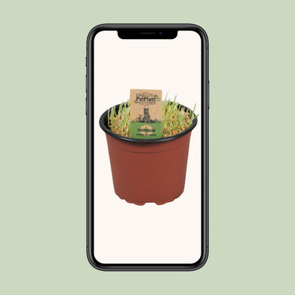 Triticum Kattegras PetPlant – Gesundes Katzen-Gras Ø12cm