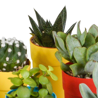Bunte Kakteen- und Sukkulenten-Mischung 15er Set 5,5 cm