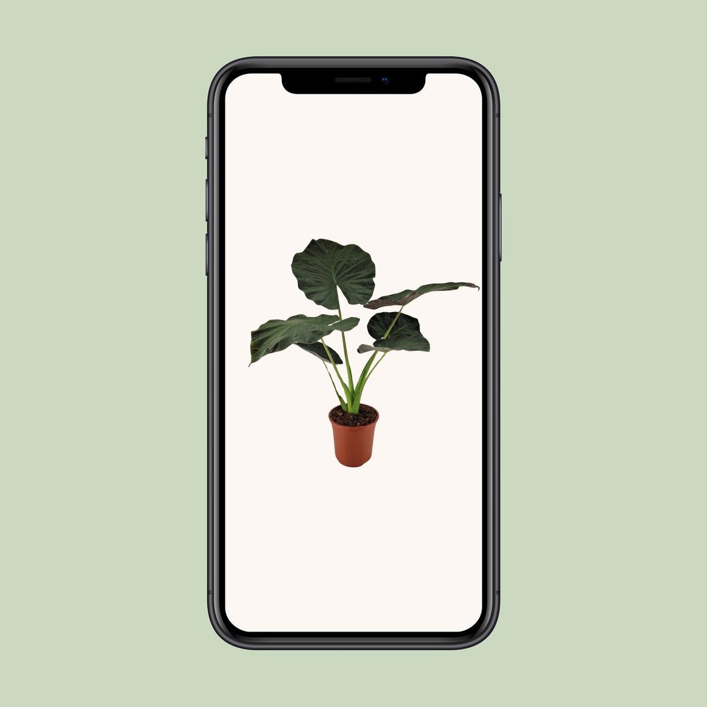Alocasia Regal Shield – Große pflegeleichte Zimmerpflanze Ø27cm